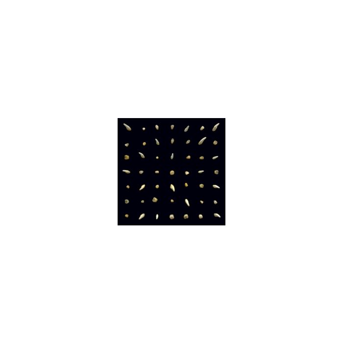 CLIPPING. - VISIONS OF BODIES BEING BURNED