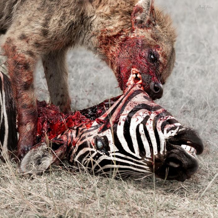 GOD IS WAR - PREDATION PERFECTED