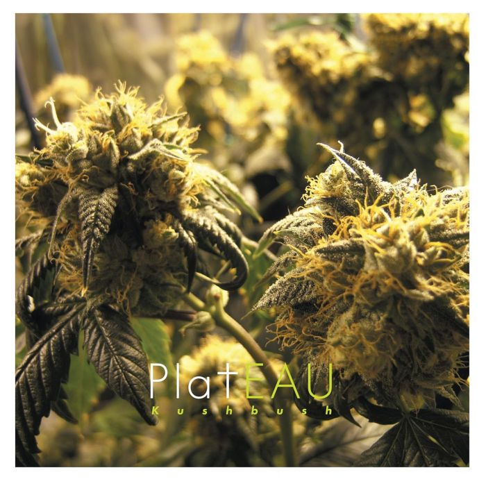 PLATEAU - KUSHBUSH