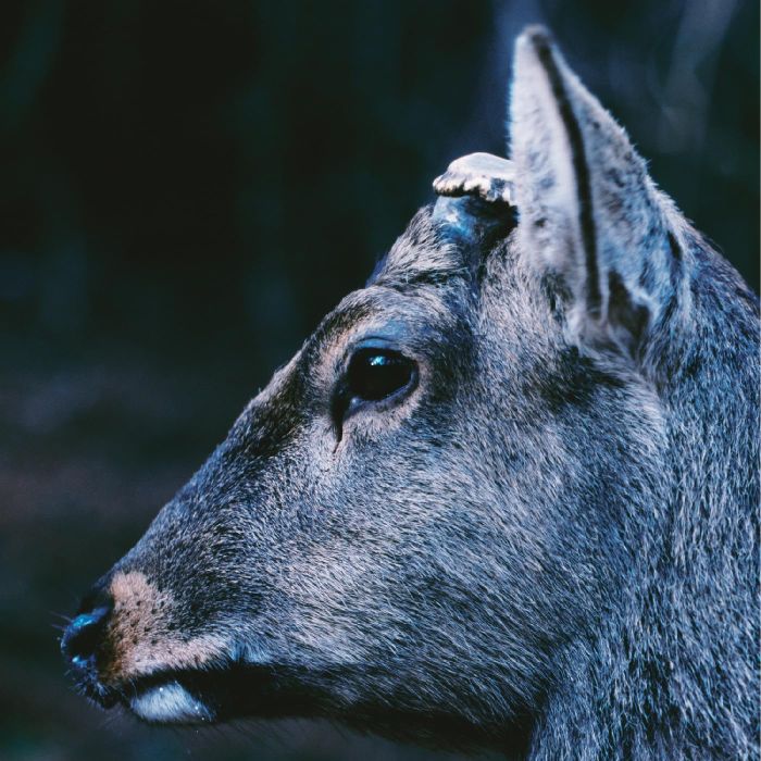 TOE - BOOK ABOUT MY IDLE PLOT ON A VAGUE ANXIETY (DEER GLISTEN BLUE VIN