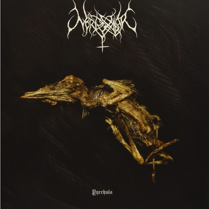 NORDVARGR - PYRRHULA