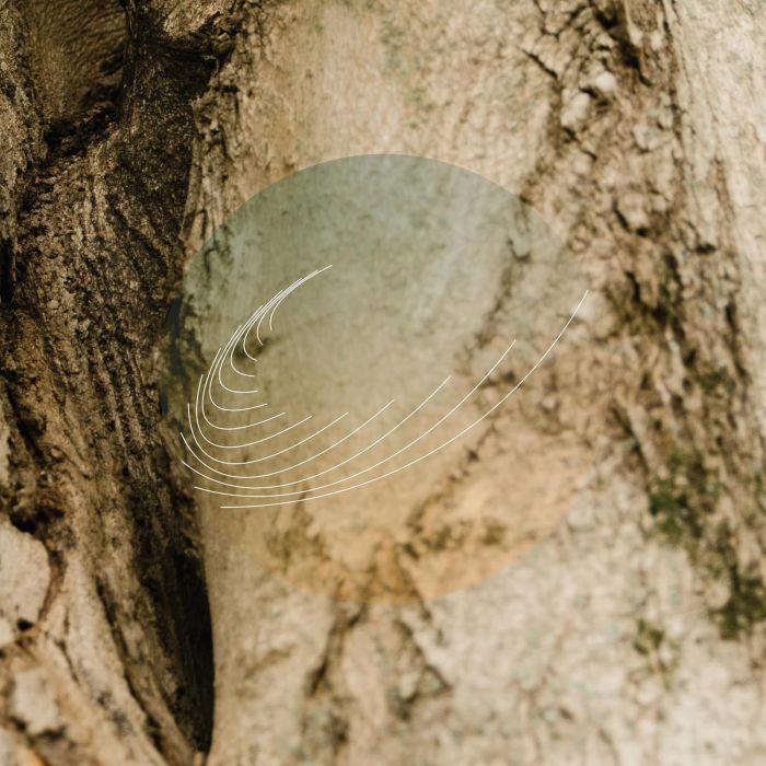 FIELD WORKS - MAPLES ASH & OAKS: CEDARS INSTRUMENTALS (IRIDESCENT MOTHER OF PEA