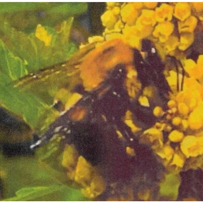 BRONCHO - NATURAL PLEASURE