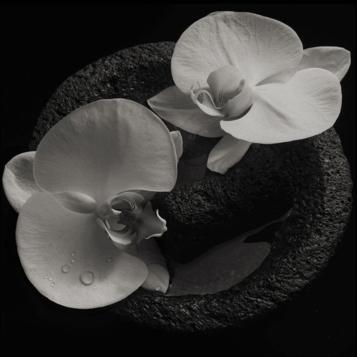 MIKE; JEAN-CLAUDE VANNIER PATTON - CORPSE FLOWER