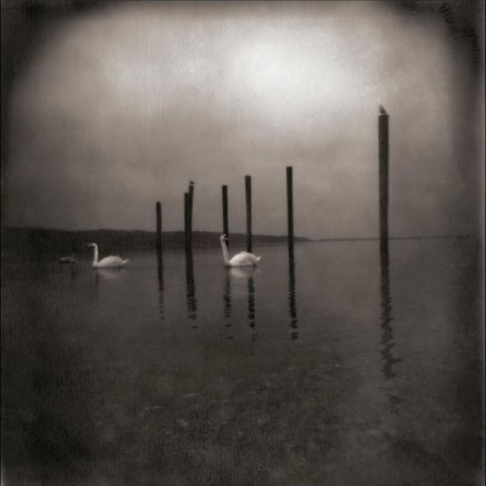 OM - CONFERENCE OF THE BIRDS
