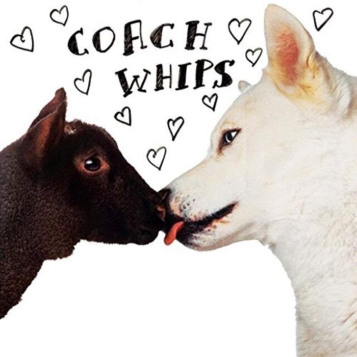 COACHWHIPS - BANGERS VS. FUCKERS