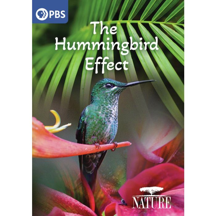 NATURE: THE HUMMINGBIRD EFFECT