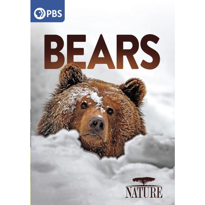 NATURE: BEARS