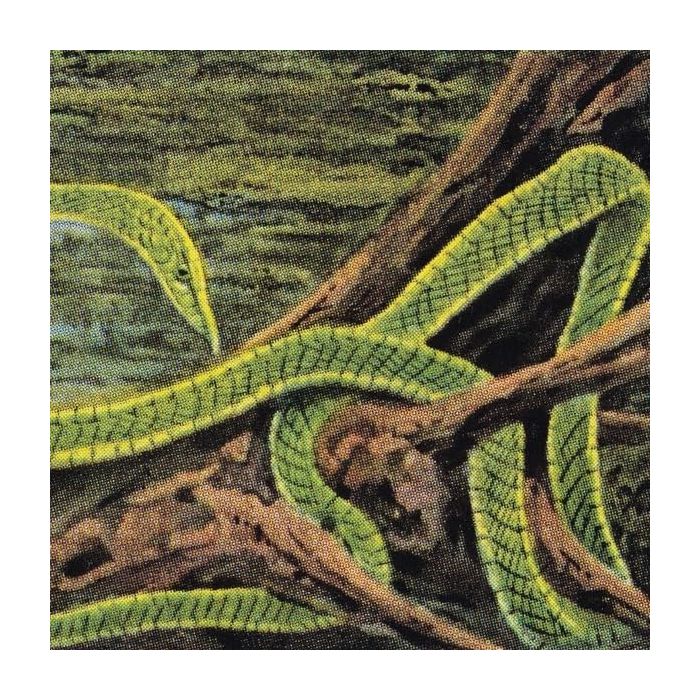 RAINFOREST SPIRITUAL ENSLAVEMENT - GREEN GRAVES (GALAXY GREEN VINYL)
