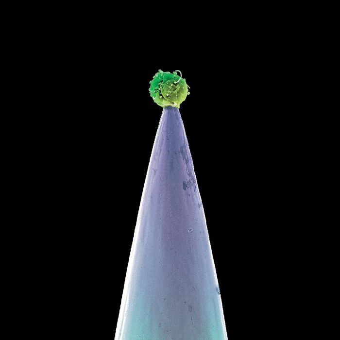PETER GABRIEL - NEW BLOOD