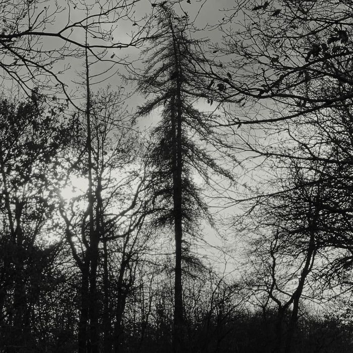 CURSE ALL KINGS - FERAL EARTH
