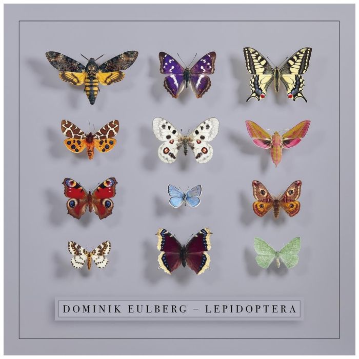DOMINIK EULBERG - LEPIDOPTERA