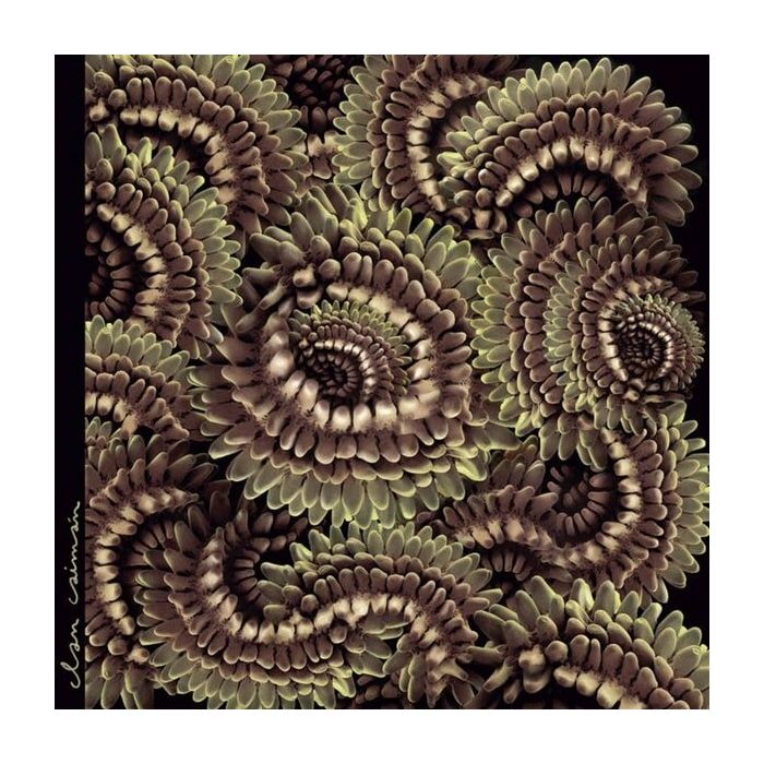 CLAN CAIMAN - PICA PAU (JAPANESE IMPORT)