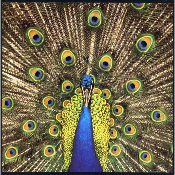 BLUETONES - EXPECTING TO FLY