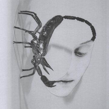 TORTOISE - TOUCH (140G)