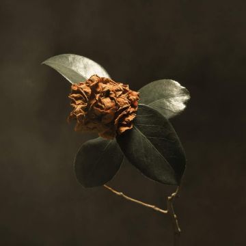 ST. PAUL & THE BROKEN BONES - YOUNG SICK CAMELLIA