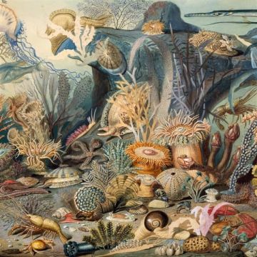 CHYPHO - EPISODES IN OCEANOGRAPHY