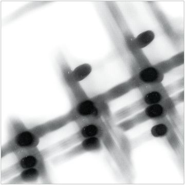 GREGOR SAMSA - 40:13.5