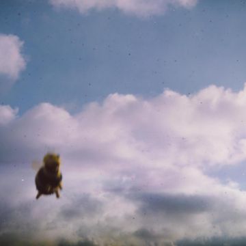 POND - STUNG!