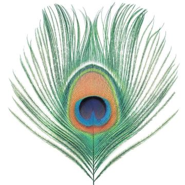 XTC - APPLE VENUS VOL. I (200G)