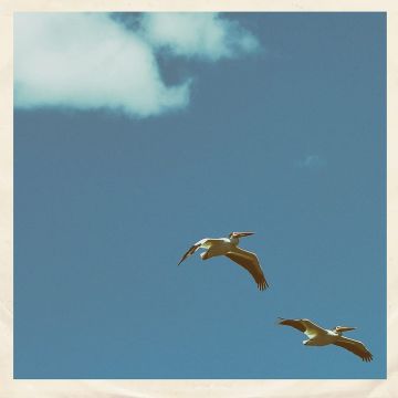 SIM NAGAI - PALM DREAMS