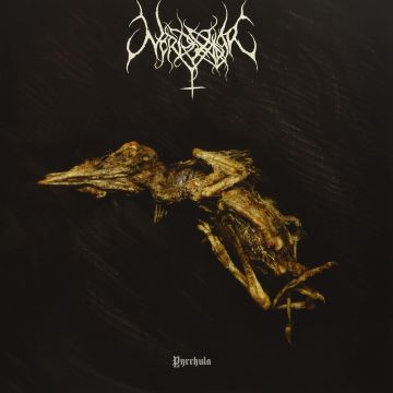NORDVARGR - PYRRHULA