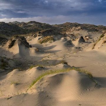 WHITE MANNA - DUNE WORSHIP