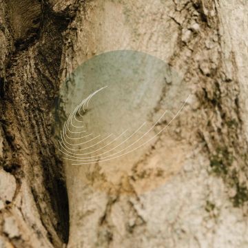 FIELD WORKS - MAPLES ASH & OAKS: CEDARS INSTRUMENTALS