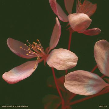 PACHAKUTI & YOUNG.VISHNU - SEMILLA