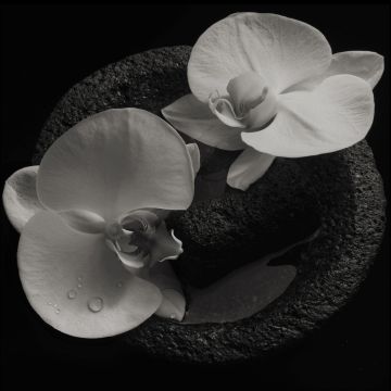 MIKE; JEAN-CLAUDE VANNIER PATTON - CORPSE FLOWER