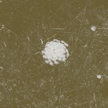 SEAMAN,BILL & STEPHEN VITIELLO - CLEAR DISTANCE