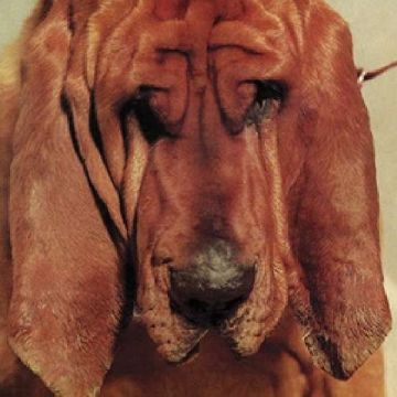 TY SEGALL - GOODBYE BREAD