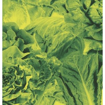 LETTUCE - MONORAIL 3000 B/W STAR CHILDREN