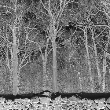 PILE - SUNSHINE & BALANCE BEAMS