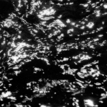 GROUPER - AIA: DREAM LOSS