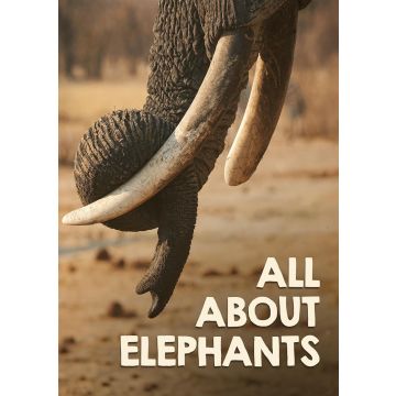 ALL ABOUT ELEPHANTS