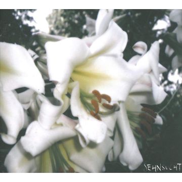 SEHNSUCHT - WUSTE