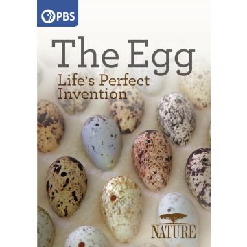 NATURE: THE EGG - LIFE'S PERFECT INVENTION