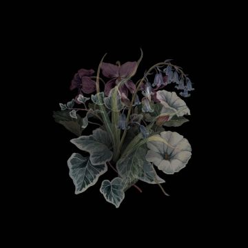 NHOR - WILDFLOWERS