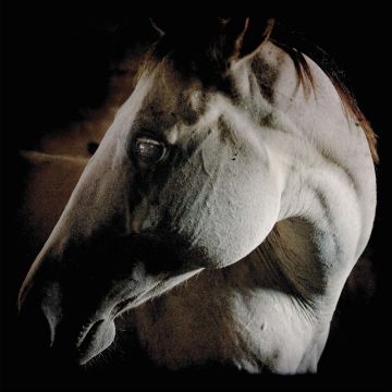 BROTHER DEGE - HOW TO KILL A HORSE