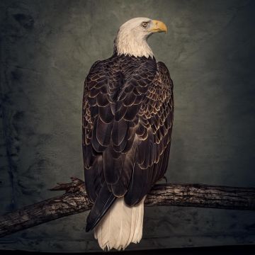 CLUTCH - BOOK OF BAD DECISIONS
