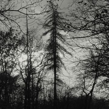 CURSE ALL KINGS - FERAL EARTH