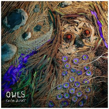 OWLS - RARE BIRDS