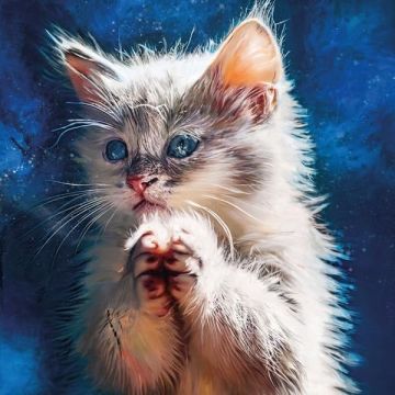 PDQB - PUSSY DISCO: THE SUNRISE SESSIONS