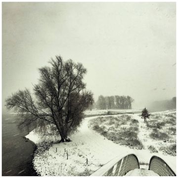 BEEQUEEN - WINTER