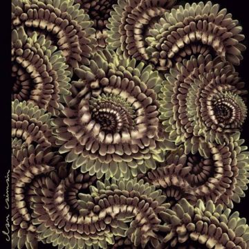 CLAN CAIMAN - PICA PAU (JAPANESE IMPORT)