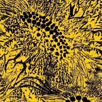 AMANDA WHITING - LITTLE SUNFLOWER