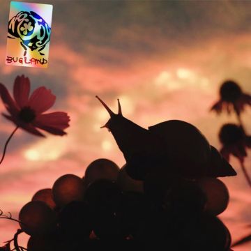 NO JOY - BUGLAND
