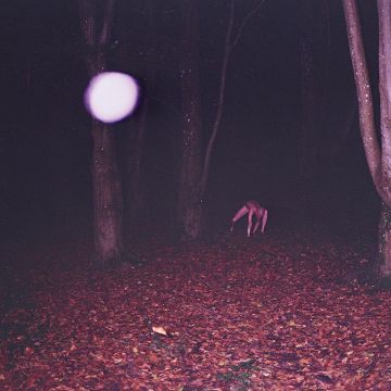 BUZZARD BUZZARD BUZZARD - SKINWALKER
